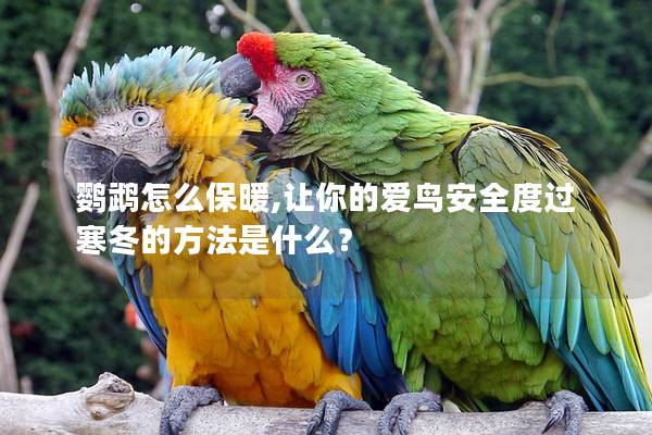 鹦鹉怎么保暖,让你的爱鸟安全度过寒冬的方法是什么？