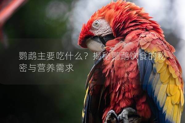 鹦鹉主要吃什么？揭秘鹦鹉饮食的秘密与营养需求