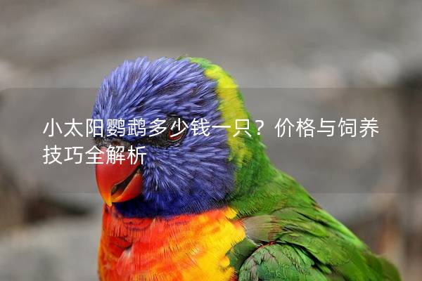小太阳鹦鹉多少钱一只？价格与饲养技巧全解析