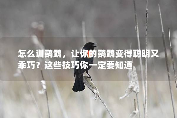 怎么训鹦鹉，让你的鹦鹉变得聪明又乖巧？这些技巧你一定要知道