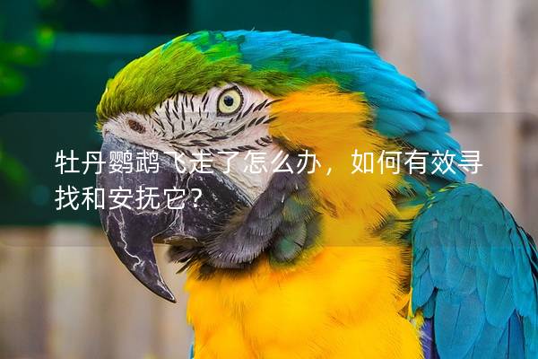 牡丹鹦鹉飞走了怎么办，如何有效寻找和安抚它？
