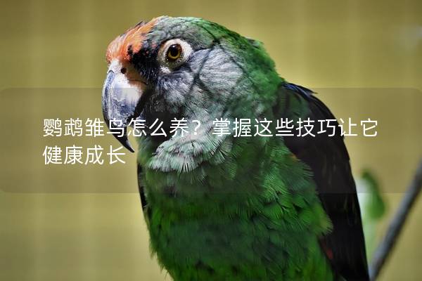 鹦鹉雏鸟怎么养？掌握这些技巧让它健康成长