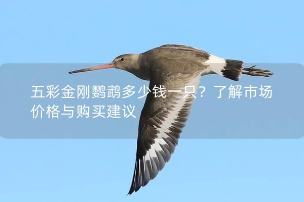 五彩金刚鹦鹉多少钱一只？了解市场价格与购买建议