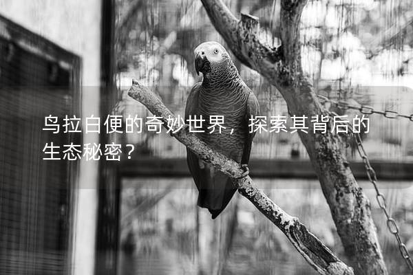 鸟拉白便的奇妙世界，探索其背后的生态秘密？