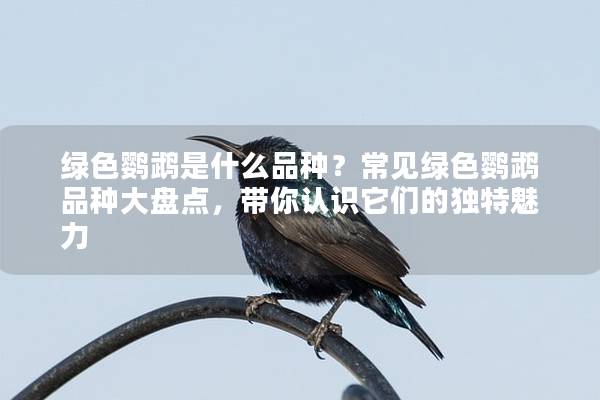 绿色鹦鹉是什么品种？常见绿色鹦鹉品种大盘点，带你认识它们的独特魅力