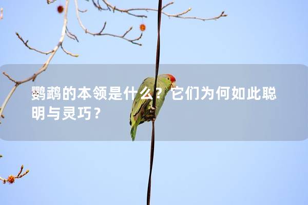 鹦鹉的本领是什么？它们为何如此聪明与灵巧？