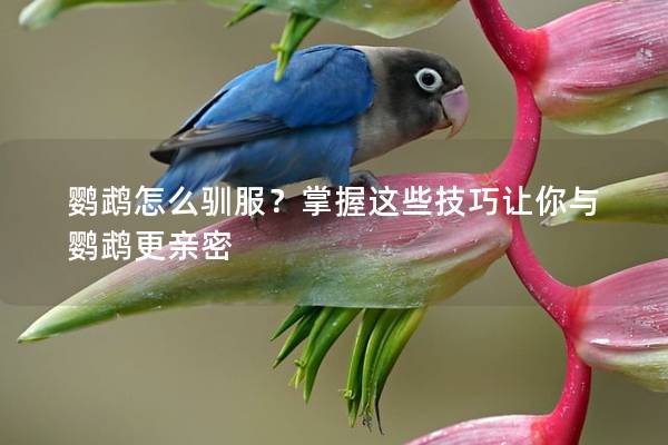 鹦鹉怎么驯服？掌握这些技巧让你与鹦鹉更亲密