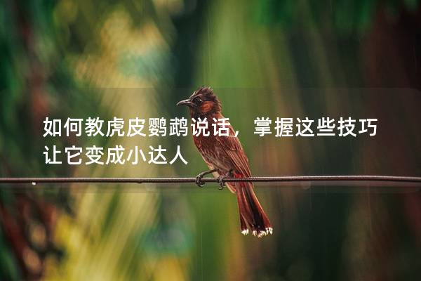 如何教虎皮鹦鹉说话，掌握这些技巧让它变成小达人