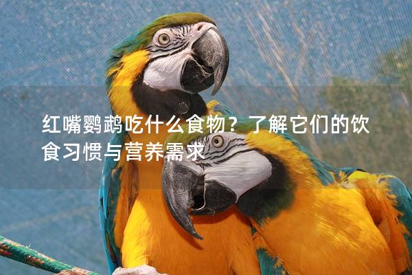 红嘴鹦鹉吃什么食物？了解它们的饮食习惯与营养需求