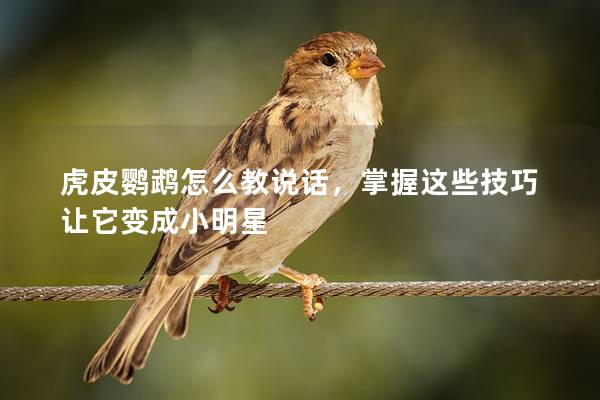 虎皮鹦鹉怎么教说话，掌握这些技巧让它变成小明星