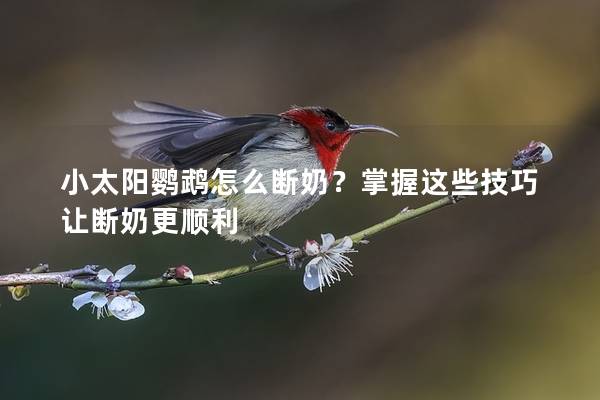 小太阳鹦鹉怎么断奶？掌握这些技巧让断奶更顺利