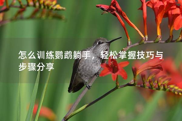 怎么训练鹦鹉躺手，轻松掌握技巧与步骤分享