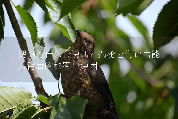 鹦鹉为什么会说话？揭秘它们语言能力背后的秘密与原因