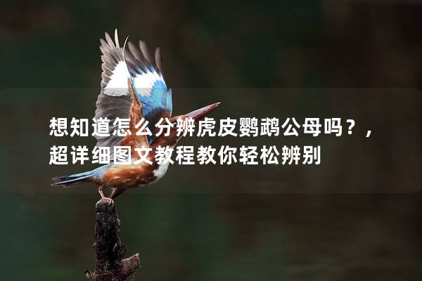 想知道怎么分辨虎皮鹦鹉公母吗？,超详细图文教程教你轻松辨别