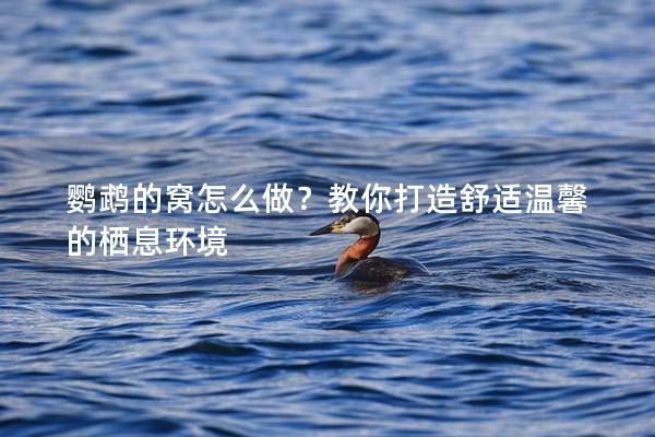 鹦鹉的窝怎么做？教你打造舒适温馨的栖息环境