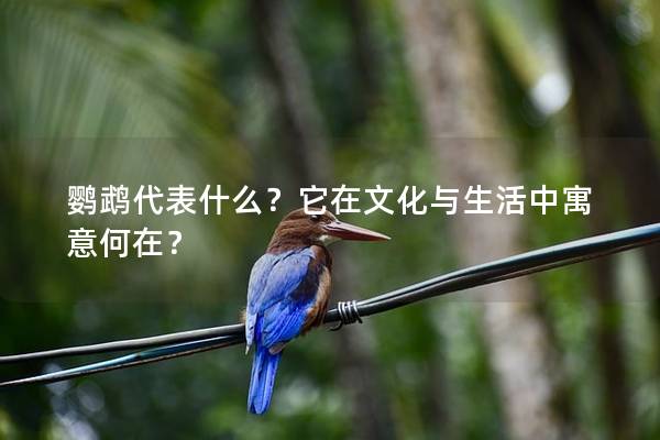 鹦鹉代表什么？它在文化与生活中寓意何在？