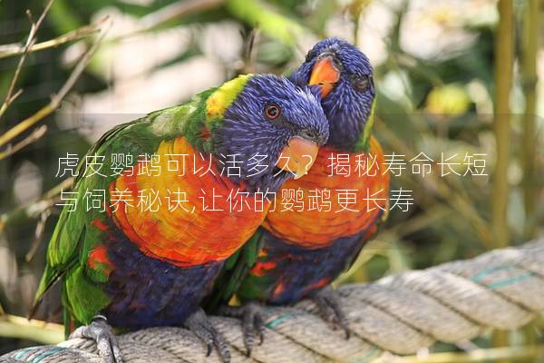 虎皮鹦鹉可以活多久？揭秘寿命长短与饲养秘诀,让你的鹦鹉更长寿