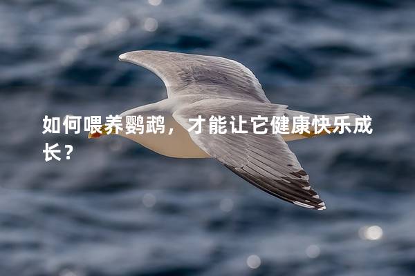 如何喂养鹦鹉，才能让它健康快乐成长？