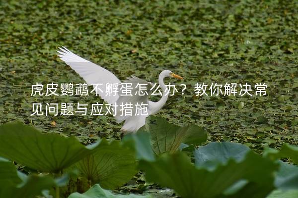虎皮鹦鹉不孵蛋怎么办？教你解决常见问题与应对措施