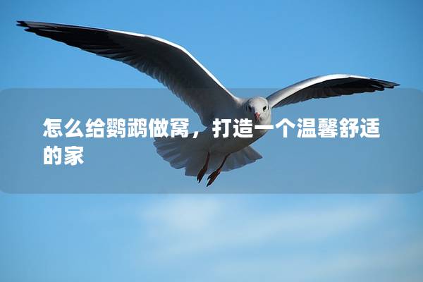 怎么给鹦鹉做窝，打造一个温馨舒适的家