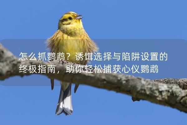 怎么抓鹦鹉？诱饵选择与陷阱设置的终极指南，助你轻松捕获心仪鹦鹉