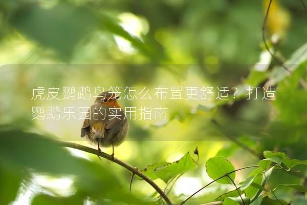 虎皮鹦鹉鸟笼怎么布置更舒适？打造鹦鹉乐园的实用指南