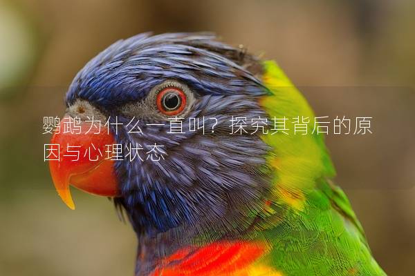 鹦鹉为什么一直叫？探究其背后的原因与心理状态