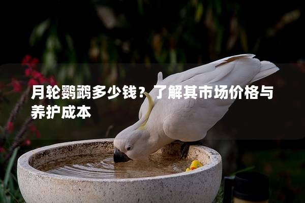 月轮鹦鹉多少钱？了解其市场价格与养护成本