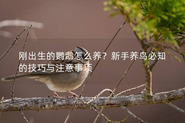 刚出生的鹦鹉怎么养？新手养鸟必知的技巧与注意事项