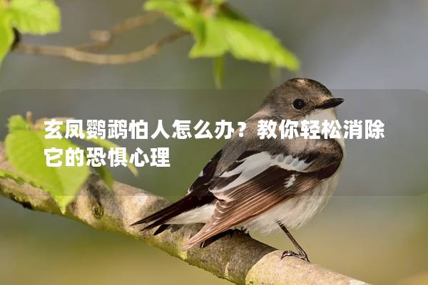 玄凤鹦鹉怕人怎么办？教你轻松消除它的恐惧心理