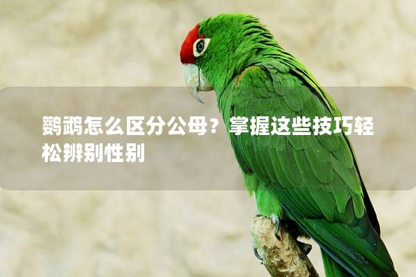 鹦鹉怎么区分公母？掌握这些技巧轻松辨别性别