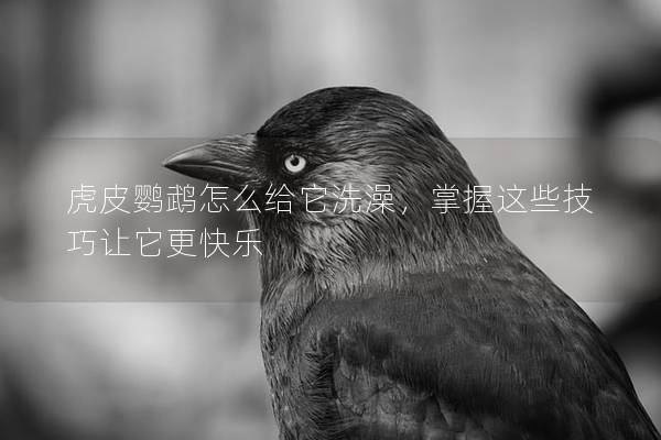 虎皮鹦鹉怎么给它洗澡，掌握这些技巧让它更快乐