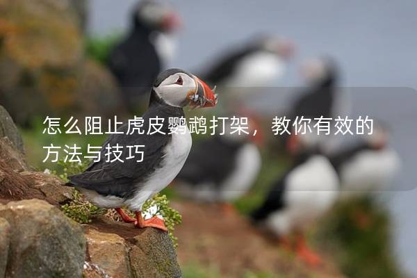 怎么阻止虎皮鹦鹉打架，教你有效的方法与技巧