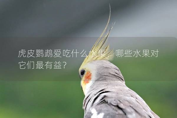 虎皮鹦鹉爱吃什么水果，哪些水果对它们最有益？