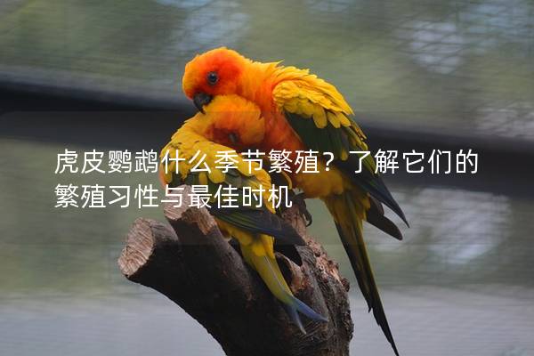 虎皮鹦鹉什么季节繁殖？了解它们的繁殖习性与最佳时机