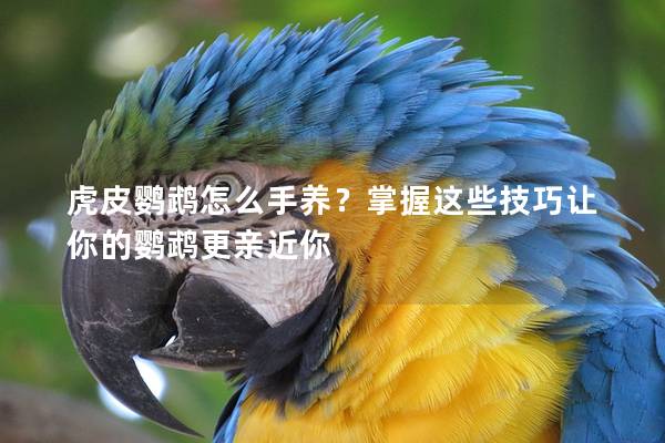 虎皮鹦鹉怎么手养？掌握这些技巧让你的鹦鹉更亲近你