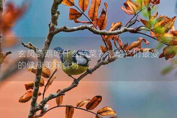 玄凤鹦鹉吃什么蔬菜？揭秘它们最爱的健康美味食材
