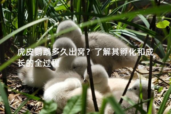 虎皮鹦鹉多久出窝？了解其孵化和成长的全过程