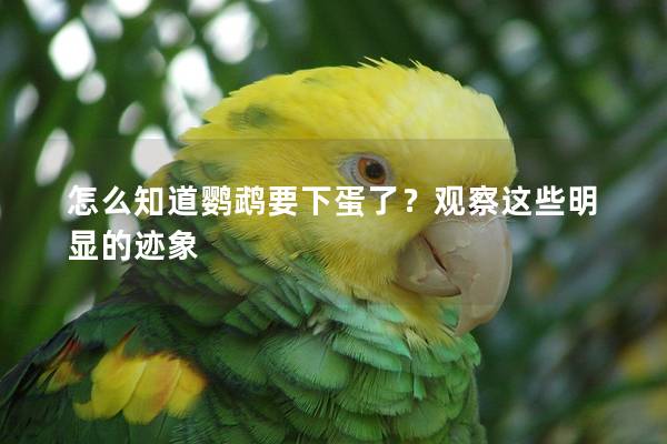 怎么知道鹦鹉要下蛋了？观察这些明显的迹象
