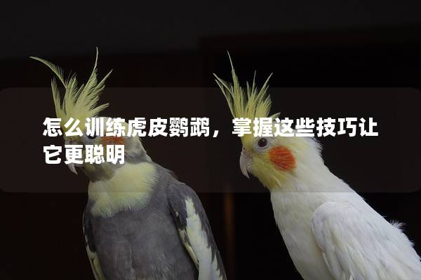 怎么训练虎皮鹦鹉，掌握这些技巧让它更聪明