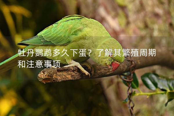 牡丹鹦鹉多久下蛋？了解其繁殖周期和注意事项