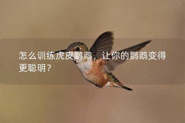 怎么训练虎皮鹦鹉，让你的鹦鹉变得更聪明？