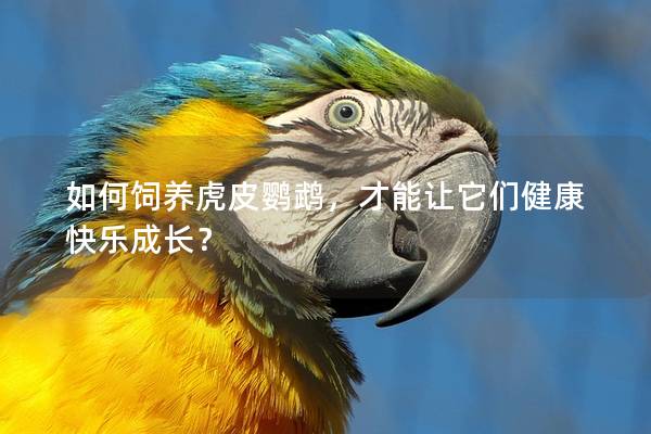 如何饲养虎皮鹦鹉，才能让它们健康快乐成长？