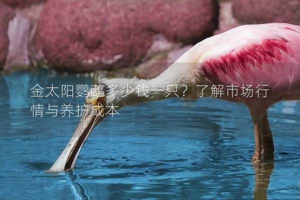 金太阳鹦鹉多少钱一只？了解市场行情与养护成本