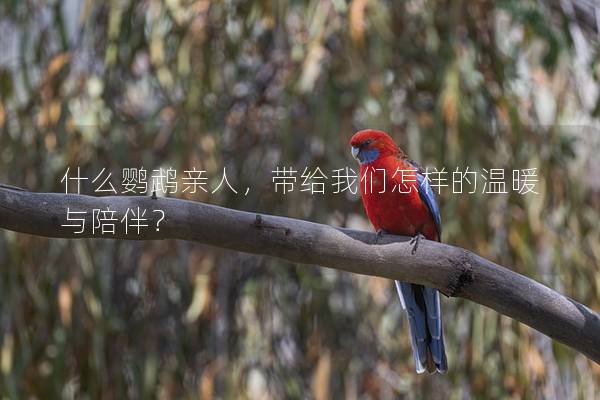 什么鹦鹉亲人，带给我们怎样的温暖与陪伴？