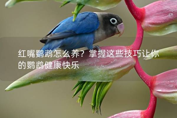 红嘴鹦鹉怎么养？掌握这些技巧让你的鹦鹉健康快乐