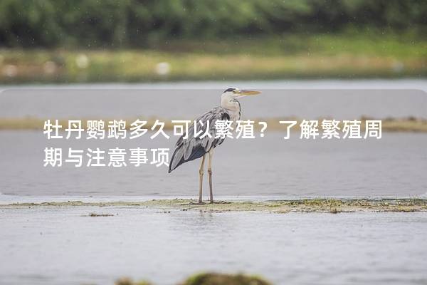 牡丹鹦鹉多久可以繁殖？了解繁殖周期与注意事项
