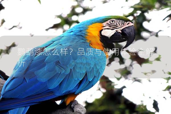 鹦鹉漆怎么样？品质与使用体验全解析