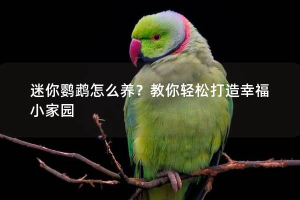迷你鹦鹉怎么养？教你轻松打造幸福小家园