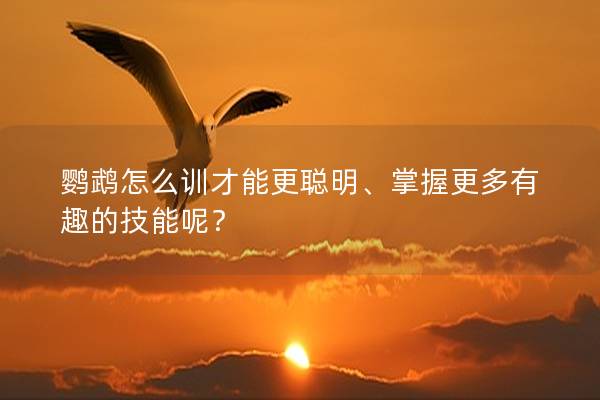 鹦鹉怎么训才能更聪明、掌握更多有趣的技能呢？